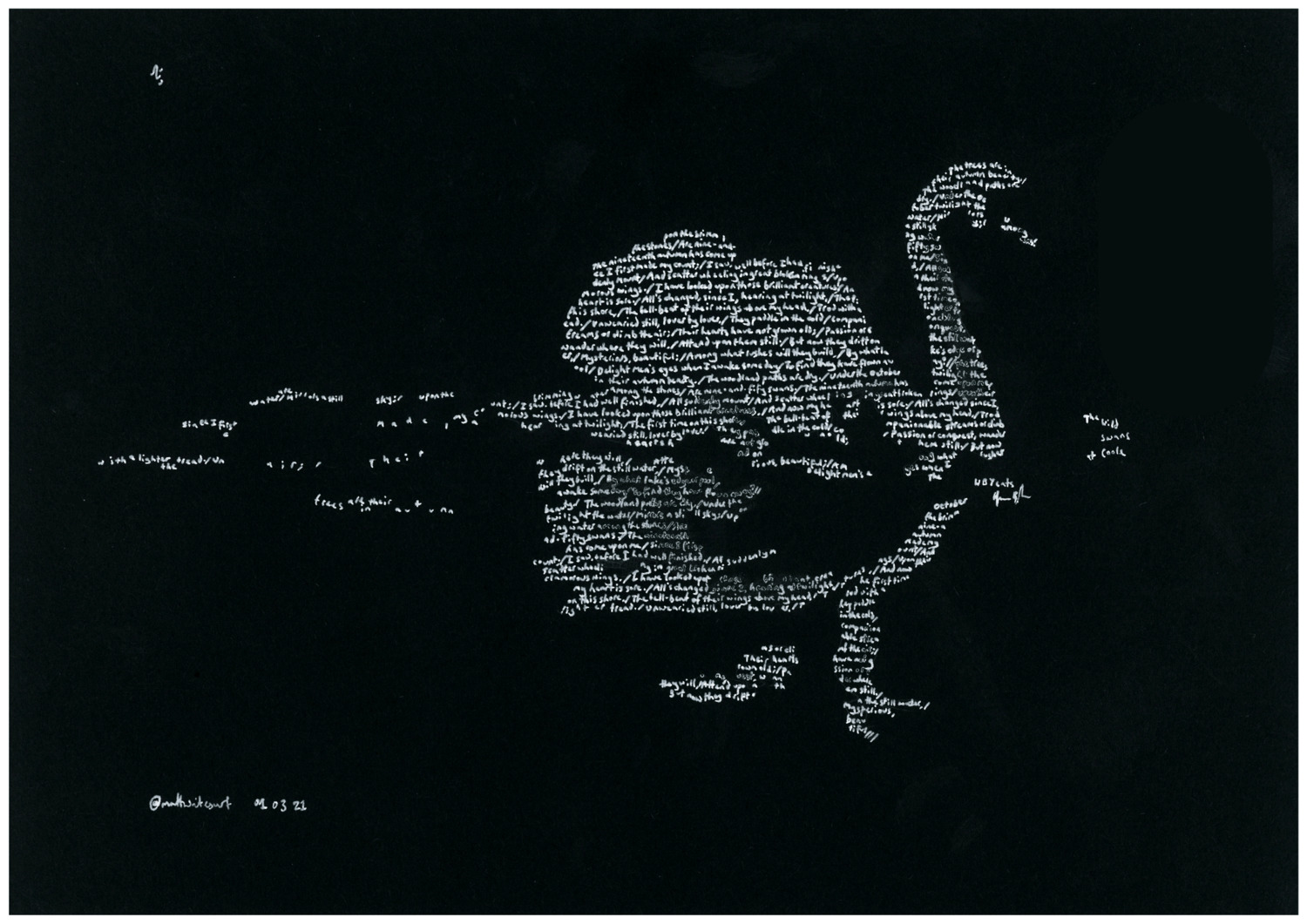 Swan drifting, on poem 'The Wild Swans at Coole', by WB Yeats (1865-1939)